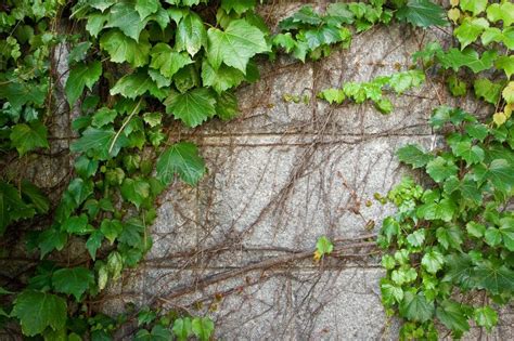 La Hiedra De Boston Verde Se Arrastra Para Arriba Pared De Piedra