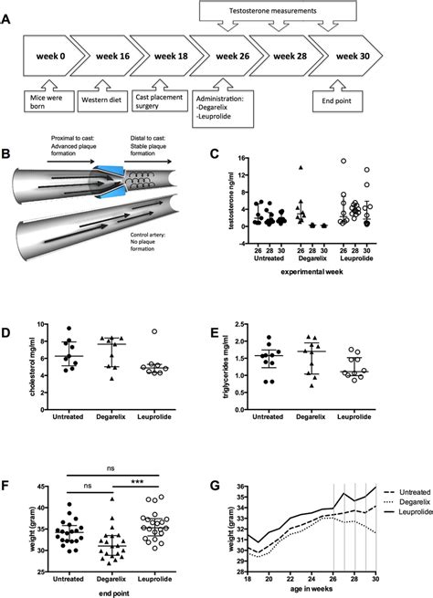 Schematic Overview Of The Experimental Model Adt Affects Testosterone