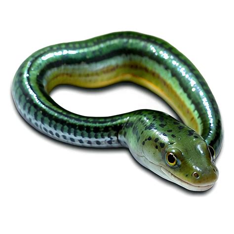 Download Glass Eel Transparent Png Chv