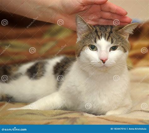 Branco Gato Marrom Foto De Stock Imagem De Gato