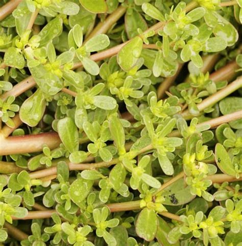 Common Purslane Problems And Pests