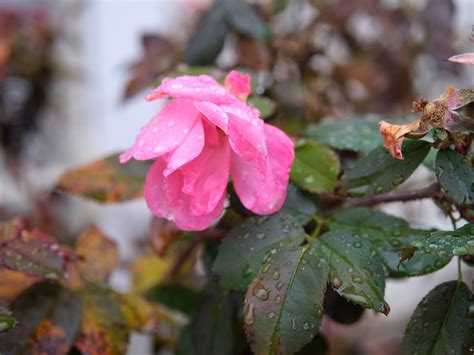 Dc Area Forecast Still Dreary And Damp Before Drying Out Later Today