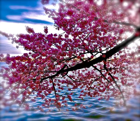 Sfondi Fiorire Rosa Primavera Fiore Di Ciliegio Albero Ramo