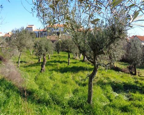 Quinta em Castelo Branco Pedrógão De São Pedro E Bemposta OLX Portugal