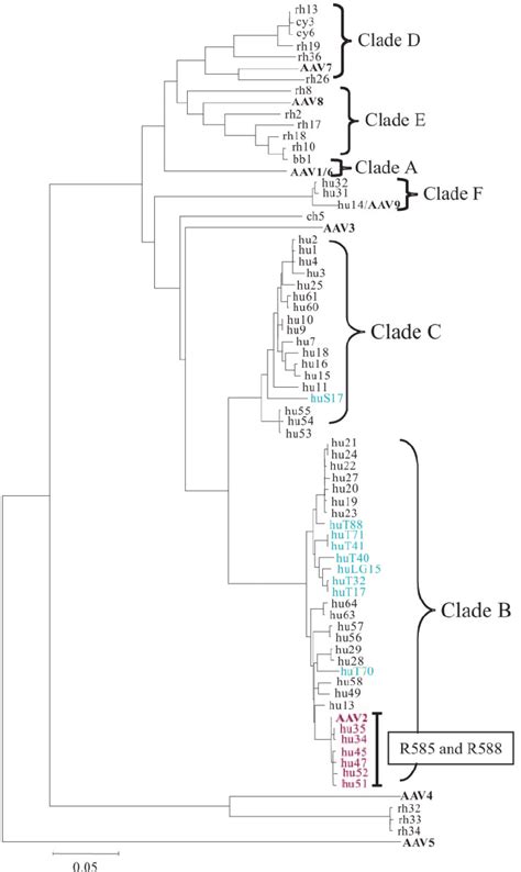 Phylogenetic Analysis Of Vp Capsid Nucleotide Sequences A