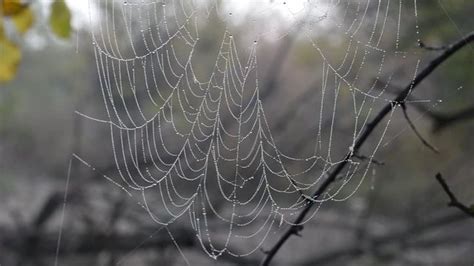 "Spider Web Dew" Images – Browse 126 Stock Photos, Vectors, and Video ...