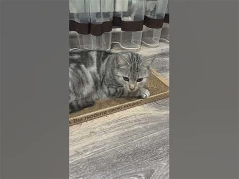 Котик полосатый /Рудня Волгоградская область - YouTube