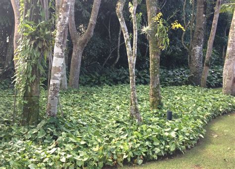 O Que É Cobertura Vegetal - Cobertura Vegetal: O Que é, Vantagens e Como Escolher