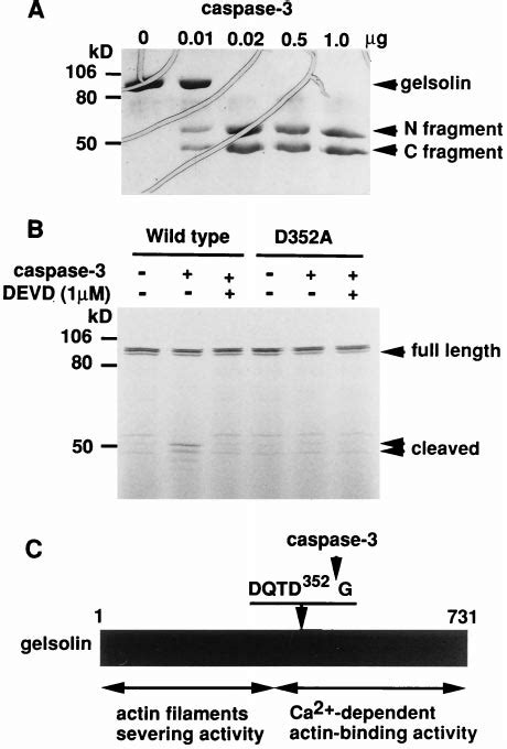 Determination Of The Cleavage Site Of Human Gelsolin A In Vitro