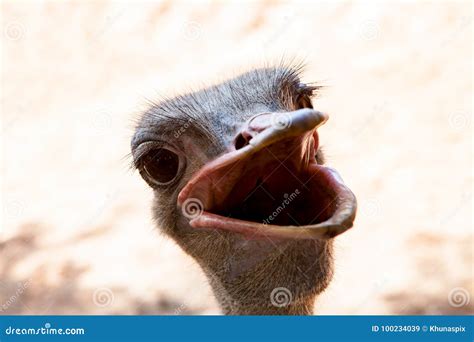 Funny Face Of Wide Mouth Ostrich Stock Image Image Of Detail