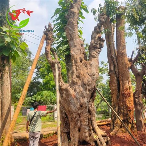 Pohon Pule Penjelasan Terlengkap Tani Sejahtera