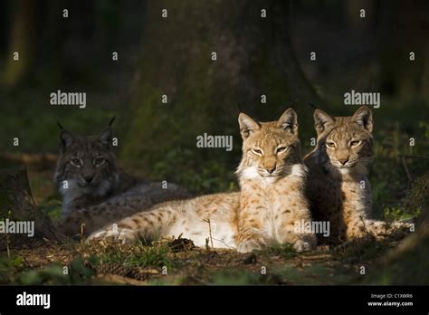 Lynx and cubs hi-res stock photography and images - Alamy