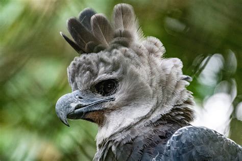 Top 40 Imagen Que Es El Aguila Arpia De Panama Abzlocal Mx