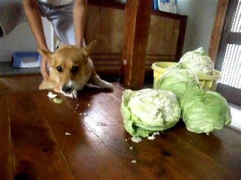 Dog Cabbage Gif - bmp-mathematical