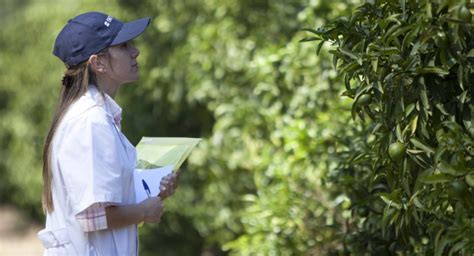 Mosca de los frutos Se fortalecen acciones de prevención vigilancia y