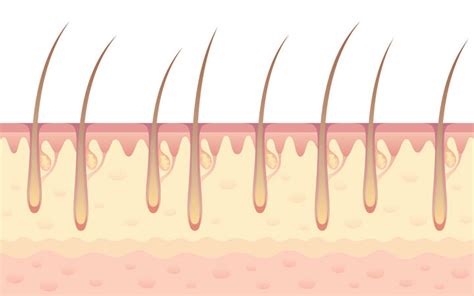 The 5 Layers Of Scalp Explained – SkinKraft