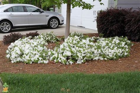 Autumn Angel Azalea bushes for the walkway Landscaping Around House ...