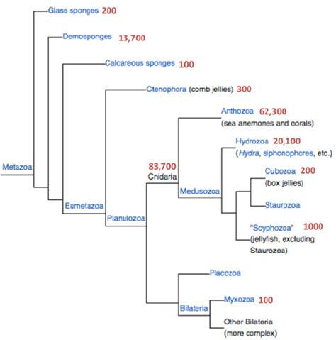 Phylogenetic Tree Of The Metazoa The Number Of Protein Sequences For