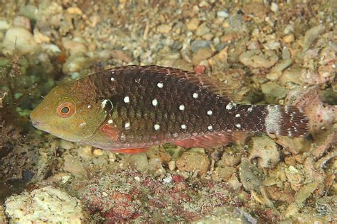 Img Stoplight Parrotfish Juvenile Sparisoma Viride Flickr