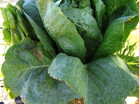 Powdery Mildew On Lettuce Vegetable Pathology Long Island