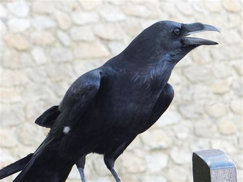 royal raven 5 by Topaz172 on DeviantArt