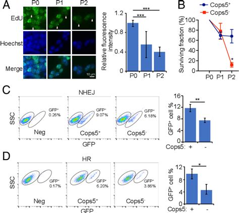 Figure 1 From Cops5 Safeguards Genomic Stability Of Embryonic Stem