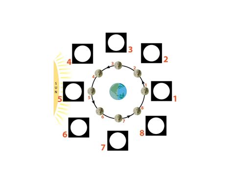 Phases of the Moon Diagram Quiz