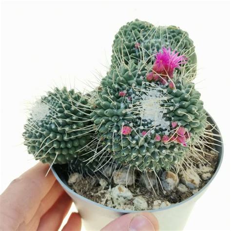 Mammillaria Spinosissima Cv Un Pico F Mostruosa Cm Cactaceae