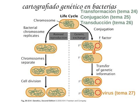 Ppt Cartografiado Gen Tico En Bacterias Transformaci N Tema