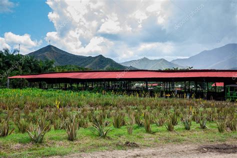 Vista De Un Cultivo De Aloe Vera Y Las Majestuosas Monta As De La Regi