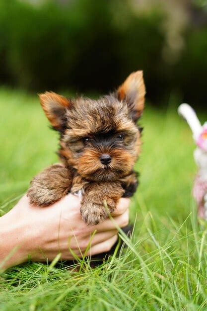 Premium Photo A Cute Yorkshire Terrier Puppy Sits In The Guys Arms