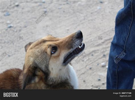 Pet Dog Your Feet. Image & Photo (Free Trial) | Bigstock