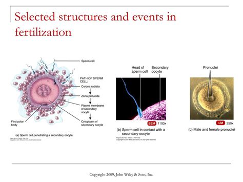 Chapter 29 Development And Inheritance Ppt Download