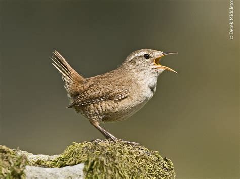 Wren - Bird Song | Sussex Wildlife Trust