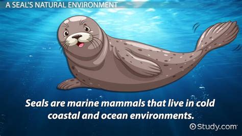 Seal Adaptations: Lesson for Kids - Lesson | Study.com