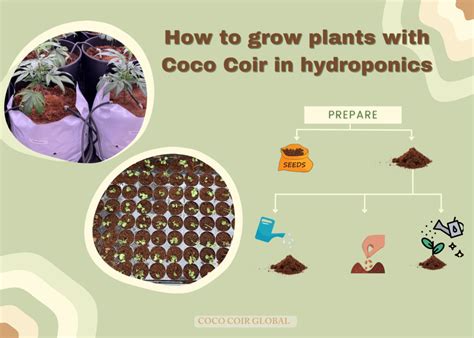 Guide To Setup And Use Coco Coir In Hydroponics Growing