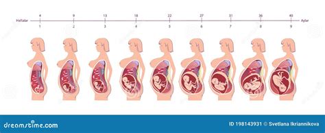 Normal Pregnancy Female Anatomy Anatomy Medical Infographic Vector