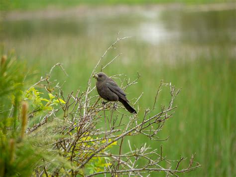 Turnbull Nwr Female Brewers Blackbird