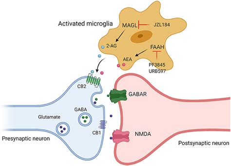 Frontiers Endocannabinoid System Unlocks The Puzzle Of Autism