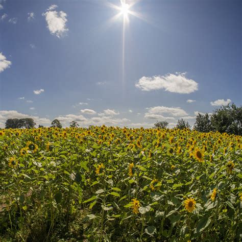 sunflowers  portglenone rossographer geograph britain  ireland