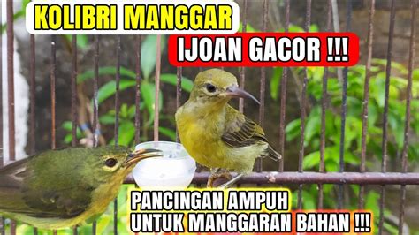 KOLIBRI MANGGAR IJOAN GACOR PANCINGAN UNTUK MANGGARAN BAHAN CEPAT