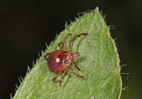 Lyme Disease Season Approaches But It S Still Too Early To Tell How The Cold Winter Affected Ticks