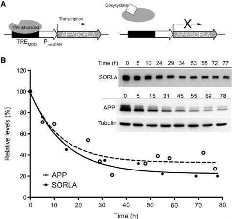 Tet Off System To Modulate Cellular Expression Of App And Sorla A