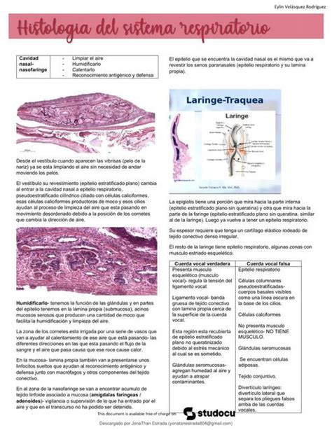 Histología del Sistema Respiratorio Jasmim Velarde uDocz