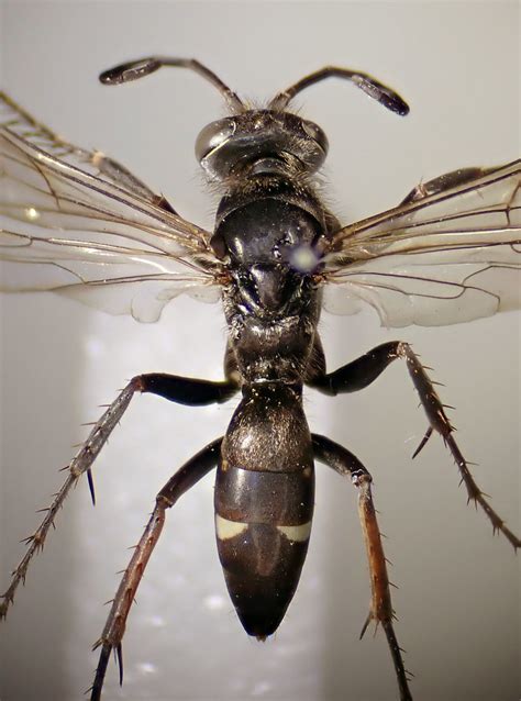 Episyron Rufipes Pinned Female Winterton Dunes Norfolk Flickr