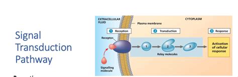 Signal Transduction Pathway Diagram | Quizlet