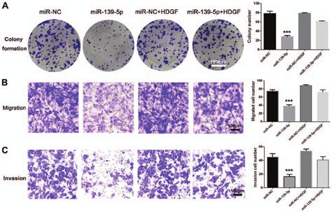 Mir P Inhibits A Non Small Cell Lung Cancer Colony Formation