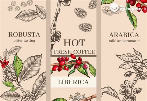 Café arábica y robusta Rasgos comunes y diferencias Cuál te gusta