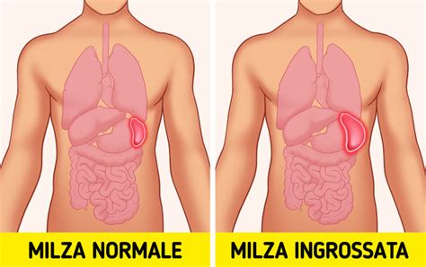 Perch Abbiamo Ancora Parti Del Corpo Che Non Ci Servono Davvero Per