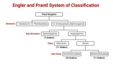 Plant Taxonomy Definition Terms Classifications